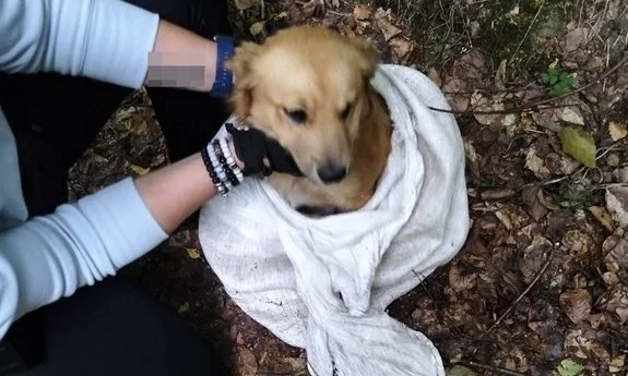 Pies uwięziony w worku. Czaplineccy policjanci odnaleźli i uratowali zwierzę