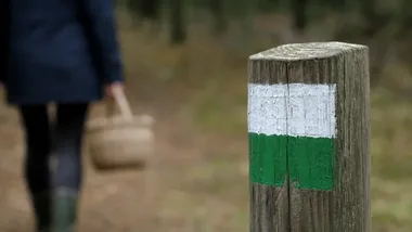 Jeden błąd w lesie może opóźnić poszukiwania. Policja przypomina zasady grzybobrania