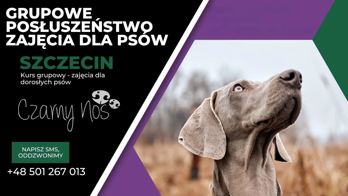 Grafika promocyjna wydarzenia Kurs podstaw posłuszeństwa dla psów dorosłych w Szczecinie