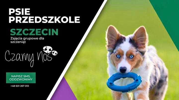 Grafika promocyjna wydarzenia PSIE PRZEDSZKOLE Szczecin — kurs dla szczeniąt, który stawia na relację i socjalizację