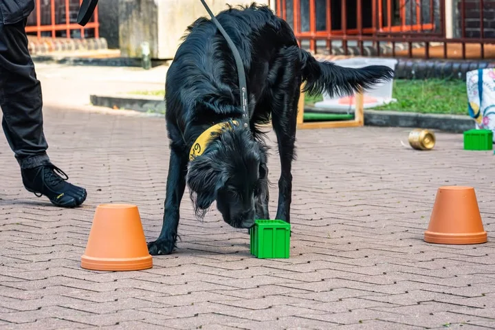 Grafika promocyjna wydarzenia SZCZECIN: Kurs Podstawowy Nosework — detekcja zapachów dla psów początkujących