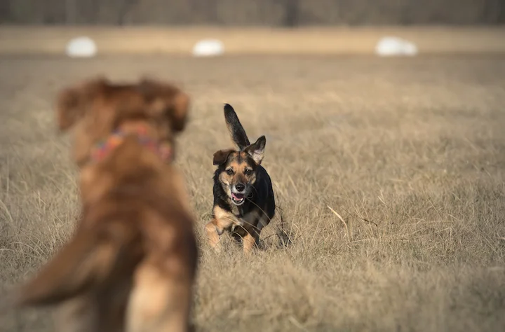 Grafika promocyjna wydarzenia Warsztaty dla psów z problemami w kontaktach z psami — Szczecin