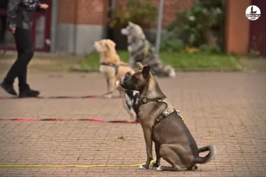 Grafika promocyjna wydarzenia Szkoła na 6 Łap w Szczecinie: Posłuszeństwo II poziom – kurs zaawansowany dla psów