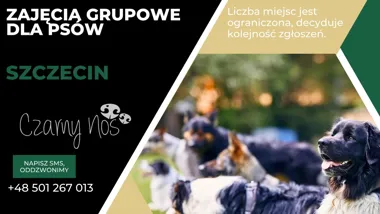 Zajęcia grupowe dla psów Szczecin – trening relacji