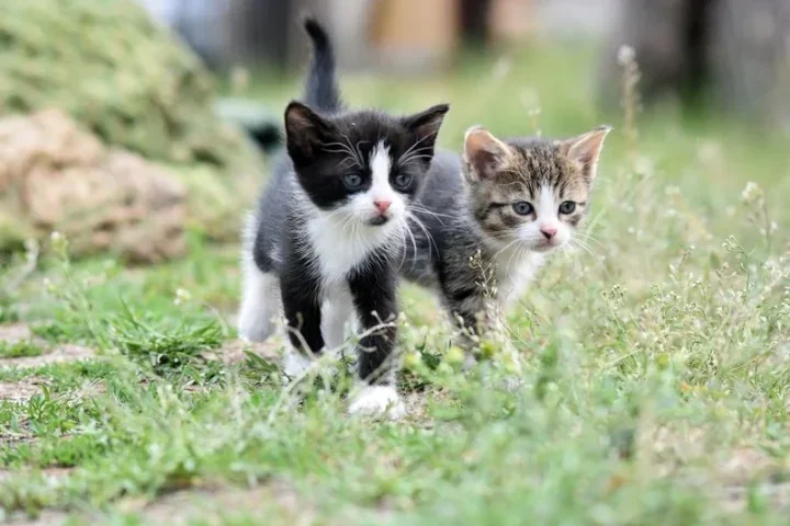 Szczecin szykuje niemal 4 mln zł na zwierzęta w potrzebie