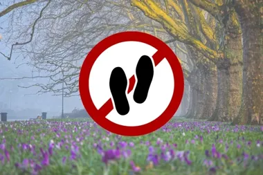 Krokusowe dywany kuszą, ale za zdeptanie kwiatów grozi mandat