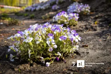 Plac Orła Białego dostaje nową zieleń. Ruszyło sadzenie drzew i rabat