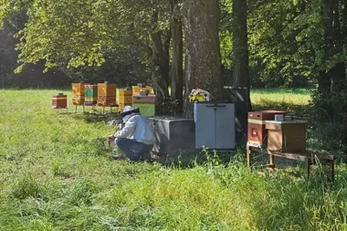 Na terenach ZWiK pracują pszczoły. Uli przybywa z roku na rok