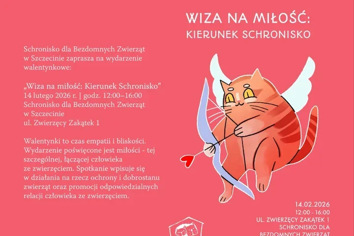 Walentynki w schronisku - dzień randek z ogonami i kocich ciekawostek w Szczecinie