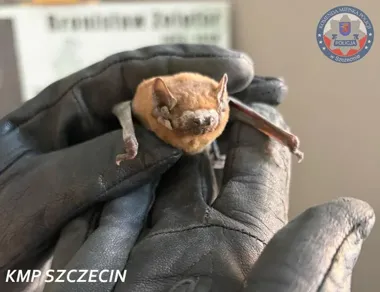 Niecodzienna interwencja w drodze na służbę - policjant uratował nietoperza