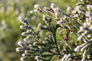 Zmiany w kursowaniu linii 4 i 811 – nowe częstotliwości przejazdów